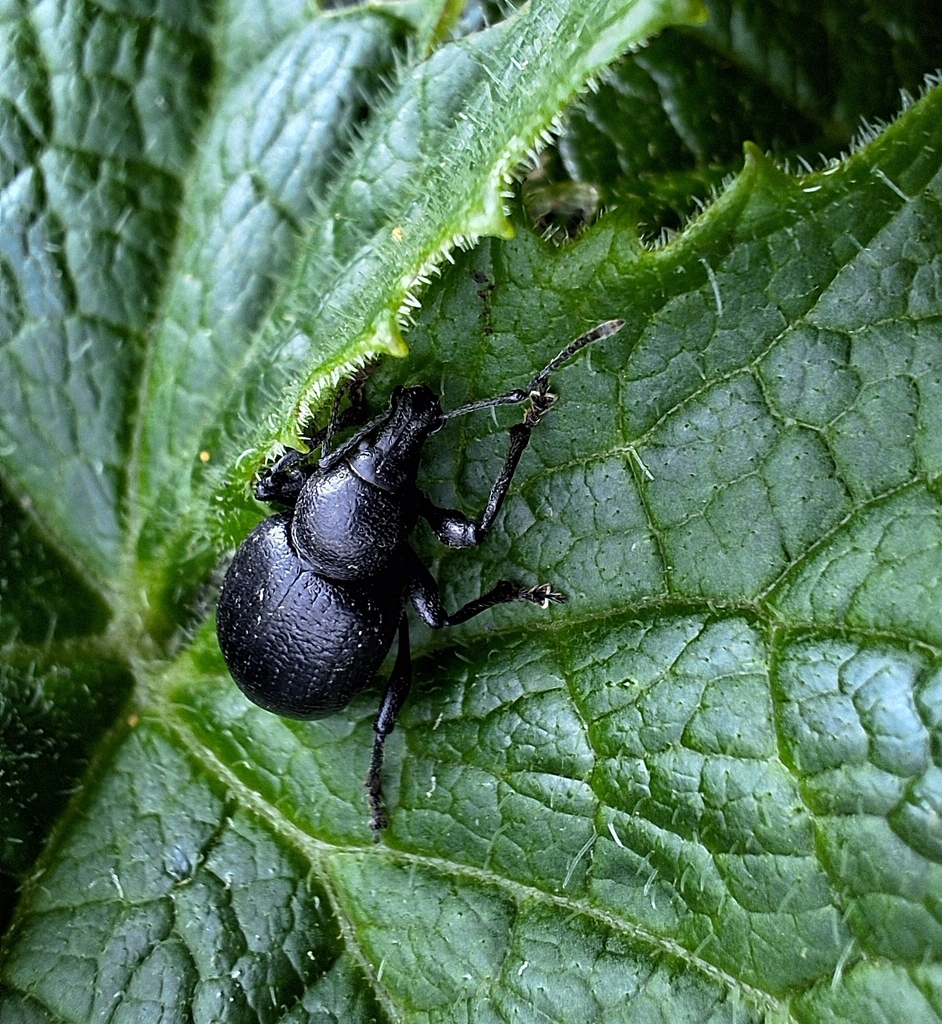 Otiorhynchus in July 2024 by Gergely Gajda · iNaturalist