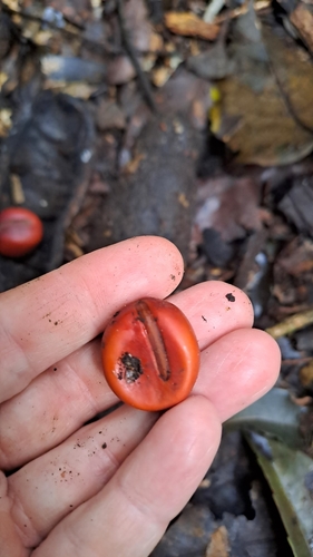 Austrocallerya australis observed 2024-07-10