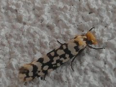 Moerarchis clathrata