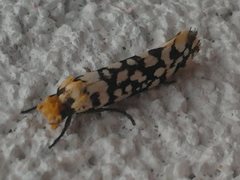 Moerarchis clathrata