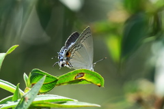Tajuria cippus maxentius