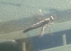 Anomalomydas mackerrasi