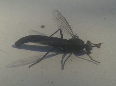 Anomalomydas mackerrasi