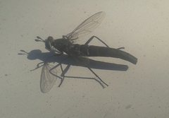 Anomalomydas mackerrasi