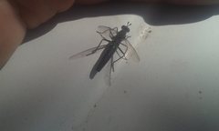 Anomalomydas mackerrasi