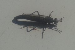 Anomalomydas mackerrasi