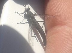 Anomalomydas mackerrasi