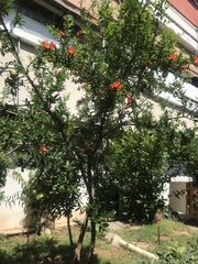 Punica granatum