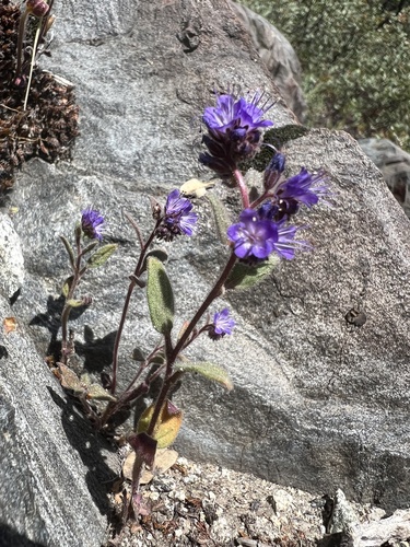 Image of Phacelia marcescens by no rights reserved