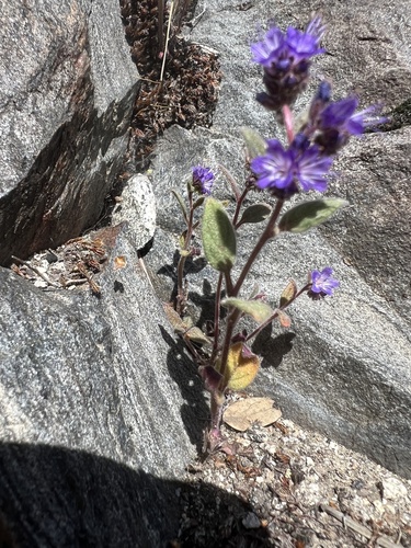 Image of Phacelia marcescens by no rights reserved