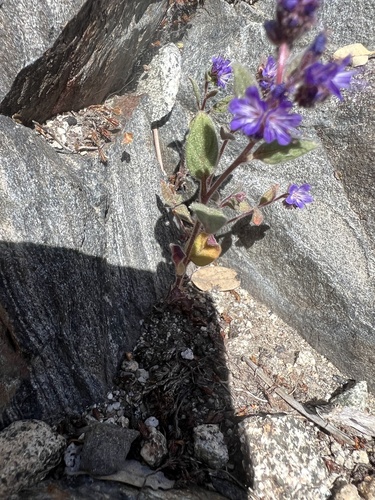 Image of Phacelia marcescens by no rights reserved