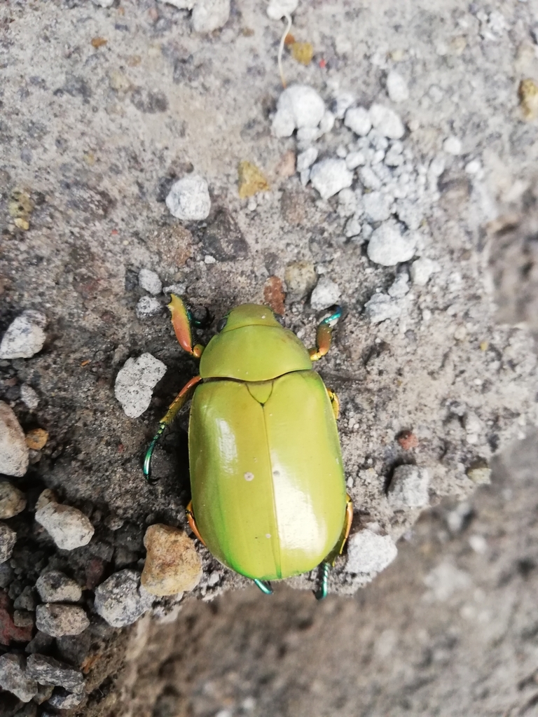 Jewel Scarabs from 51200 Valle de Bravo, Méx., México on June 8, 2024 ...