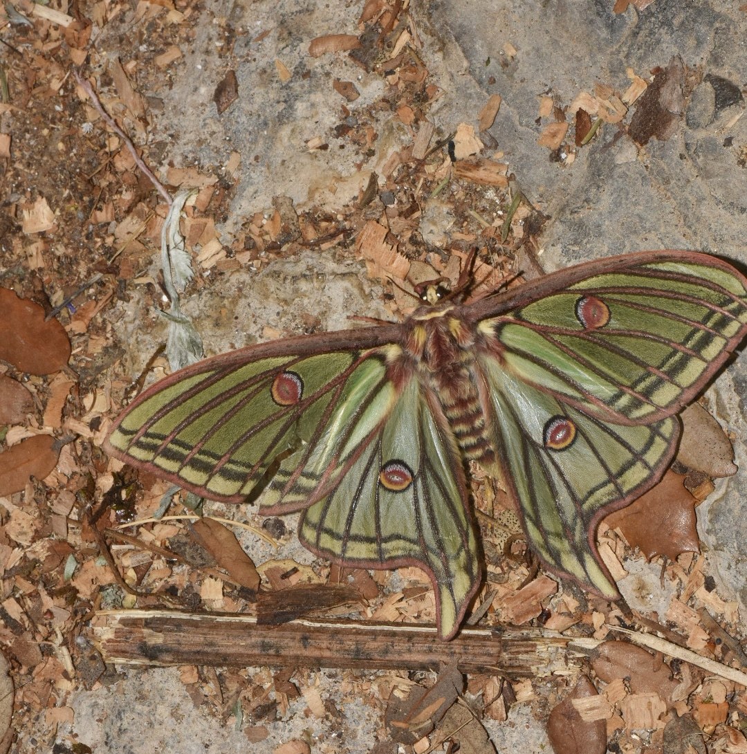 Graellsia isabellae