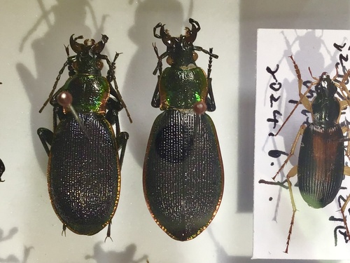 Vietinghoff's Ground Beetle