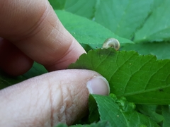Fruticicola fruticum