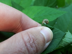 Fruticicola fruticum