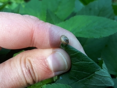 Fruticicola fruticum