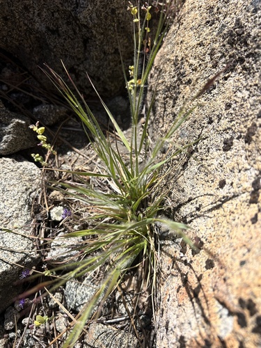 Image of Danthonia unispicata by no rights reserved