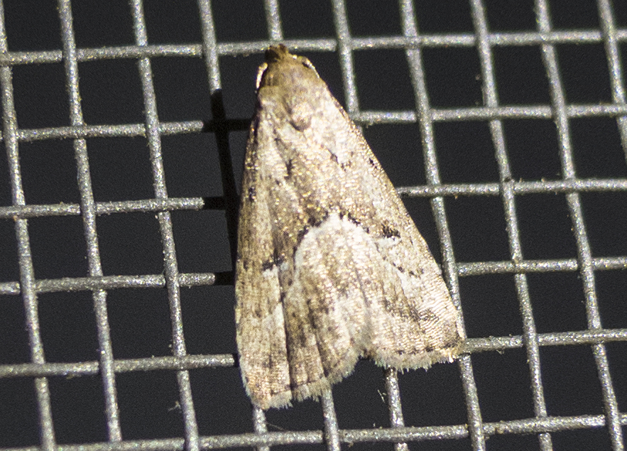 Marsh Oblique-barred