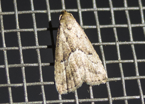 Marsh Oblique-barred