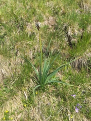 Asphodelus albus