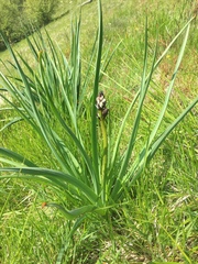 Asphodelus albus