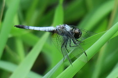 Aethriamanta gracilis