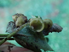Pediaspis aceris