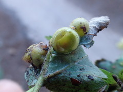Pediaspis aceris