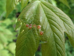 Pediaspis aceris