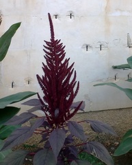 Amaranthus hypochondriacus