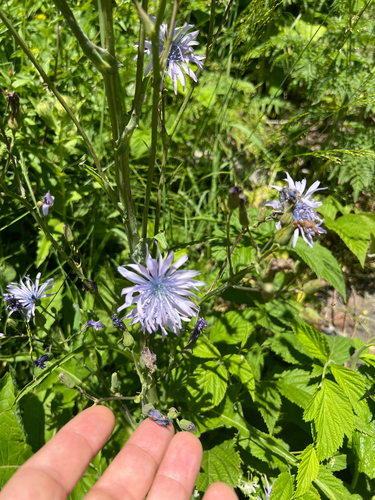 Lactuca plumieri, photograph 5