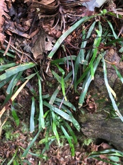 Haplopteris anguste-elongata