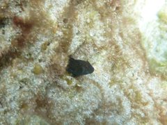 Parablennius postoculomaculatus