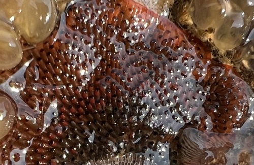 Watersipora aterrima