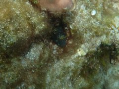 Parablennius postoculomaculatus