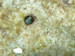 Parablennius postoculomaculatus