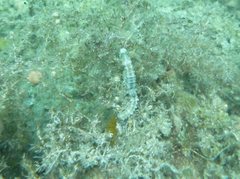 Hippocampus subelongatus