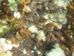Enneapterygius larsonae