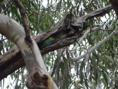 Parvipsitta porphyrocephala