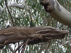 Parvipsitta porphyrocephala