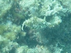 Chaetodermis penicilligerus