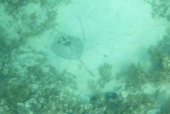 Trygonoptera personata