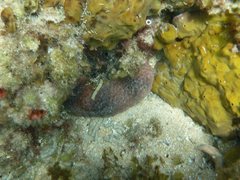 Australostichopus mollis