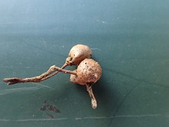 Pediaspis aceris