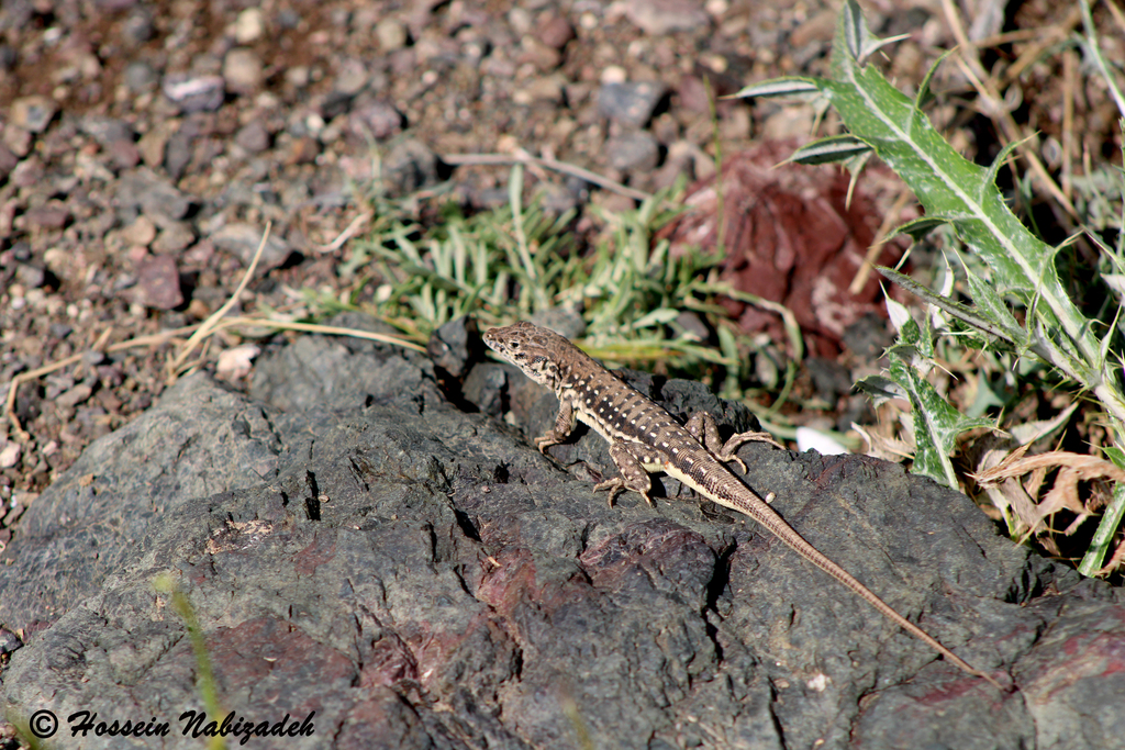 Suphan Racerunner