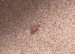 Melanerythrus mactans