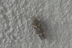 Macrobathra myriophthalma