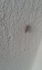 Macrobathra myriophthalma