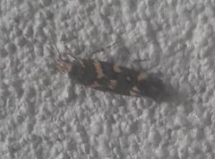 Macrobathra myriophthalma